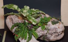 2015 Convention – Plantings of Growing Gesneriad Material - Class 66 Natural GardenBEST IN SECTION O