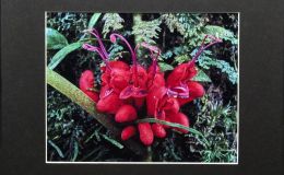 2015 Convention – Photography - Class 68B Color print of parts of a gesneriad