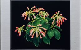 2015 Convention – Photography - Class 69A Color print of a whole gesneriad plant