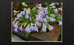 2015 Convention – Photography - Class 69B Color print of a whole gesneriad plant