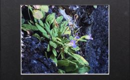 2015 Convention – Photography - Class 70 Color print of gesneriad(s) growing in a natural habitat