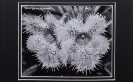 2015 Convention – Photography - Class 71 Monochrome print BEST IN SECTION P RUNNER-UP TO BEST IN ARTS