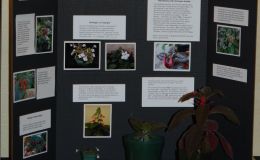 2015 Convention – Educational Exhibits - Class 78 Exhibit of plant material with educational information BEST COMMERCIAL/EDUCATIONALBEST IN SECTION S – EDUCATIONAL