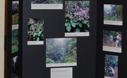 2015 Convention – Educational Exhibits - Class 79 Exhibit of photograph(s) of gesneriad plant material that because of its seasonal nature or rarity in cultivation is not often exhibited liveJUDGES AWARD OF MERIT