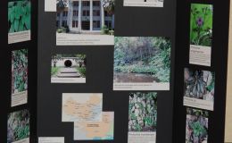 2015 Convention – Educational Exhibits - Class 80 Gesneriad Promotion: An exhibit of photograph(s) of gesneriads growing outdoors as bedding, accent, or container plants