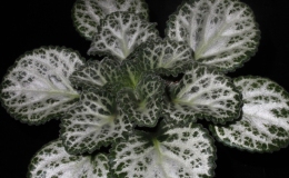 2015 Convention – Gesneriads Grown for ornamental Qualities other Than Flowers - Class 36 PrimulinaBEST PETER SHALIT HYBRID