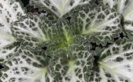 2015 Convention – Gesneriads Grown for ornamental Qualities other Than Flowers - Class 36 PrimulinaBEST PETER SHALIT HYBRID