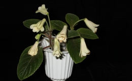 2015 Convention – New World Gesneriads in Flower – Tuberous - Class 5A Sinningia hybrids with upright growth patternSECOND BEST TAIWAN HYBRID 2015 Convention – New World Gesneriads in Flower – Tuberous - Class 5A Sinningia hybrids with upright growth patternSECOND BEST TAIWAN HYBRID