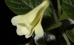 2015 Convention – New World Gesneriads in Flower – Tuberous - Class 5A Sinningia hybrids with upright growth patternSECOND BEST TAIWAN HYBRID 2015 Convention – New World Gesneriads in Flower – Tuberous - Class 5A Sinningia hybrids with upright growth patternSECOND BEST TAIWAN HYBRID