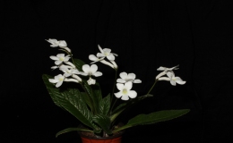 2015 Convention – Old World Gesneriads in Flower – Class 31 Streptocarpus, subgenus Streptocarpus, hybridsBEST RECENTLY REGISTERED HYBRID