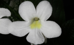 2015 Convention – Old World Gesneriads in Flower – Class 31 Streptocarpus, subgenus Streptocarpus, hybridsBEST RECENTLY REGISTERED HYBRID
