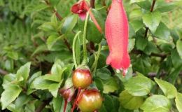 Mitraria coccinea in flower and fruit Mitraria coccinea in flower and fruit
