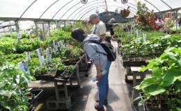 Shopping for plants Shopping for plants