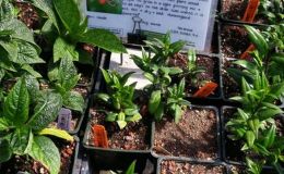 Some aeschynanthus plants for sale