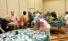 Making selections from the many plants for sale Making selections from the many plants for sale