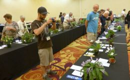 Afternoon opening of the Flower Show