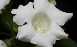 2016 ConventionNew World Gesneriads in Flower – TuberousClass 1 Sinningia speciosa  species or hybrids (upright or pendent flowers)BEST SINNINGIA