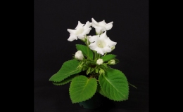 2016 ConventionNew World Gesneriads in Flower – TuberousClass 1 Sinningia speciosa  species or hybrids (upright or pendent flowers)BEST SINNINGIA
