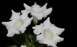 2016 ConventionNew World Gesneriads in Flower – TuberousClass 1 Sinningia speciosa  species or hybrids (upright or pendent flowers)BEST SINNINGIA