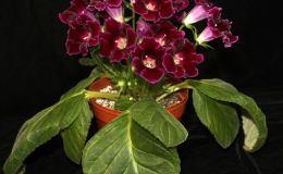 2016 ConventionNew World Gesneriads in Flower – TuberousSinningia speciosaBEST RECENTLY REGISTERED HYBRID