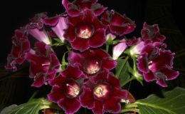 2016 ConventionNew World Gesneriads in Flower – TuberousSinningia speciosaBEST RECENTLY REGISTERED HYBRID