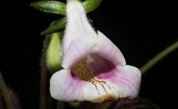 2016 ConventionNew World Gesneriads in Flower – Tuberous - Class 3A Other Sinningia species with upright growth pattern