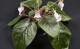 Sinningia eumorpha 'Saltao"