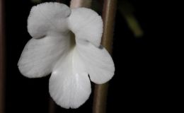 2016 ConventionNew World Gesneriads in Flower – TuberousBEST IN SECTION A – NEW WORLD TUBEROUS GESNERIAD IN FLOWERBEST SCENTED GESNERIAD