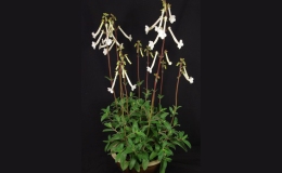 2016 ConventionNew World Gesneriads in Flower – TuberousBEST IN SECTION A – NEW WORLD TUBEROUS GESNERIAD IN FLOWERBEST SCENTED GESNERIAD