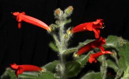 2016 ConventionNew World Gesneriads in Flower – Tuberous –Class 3B Other Sinningia species with upright growth pattern