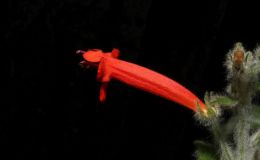 2016 ConventionNew World Gesneriads in Flower – Tuberous –Class 3B Other Sinningia species with upright growth pattern