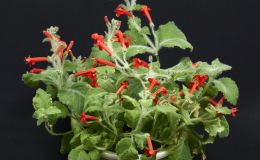 Sinningia araneosa