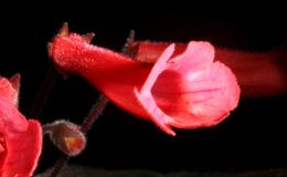 2016 ConventionNew World Gesneriads in Flower – Tuberous – Class 4A Other Sinningia hybrids with rosette growth pattern