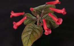 2016 ConventionNew World Gesneriads in Flower – Tuberous – Class 4A Other Sinningia hybrids with rosette growth pattern