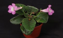 2016 ConventionNew World Gesneriads in Flower – Tuberous – Class 4B Other Sinningia hybrids with rosette growth pattern