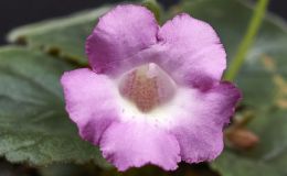 Sinningia 'Persephene'