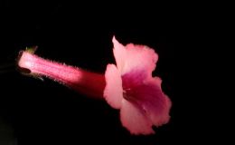 2016 ConventionNew World Gesneriads in Flower – Tuberous – Class 4C Other Sinningia hybrids with rosette growth pattern
