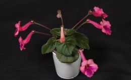 2016 ConventionNew World Gesneriads in Flower – Tuberous – Class 4C Other Sinningia hybrids with rosette growth pattern