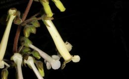 2016 ConventionNew World Gesneriads in Flower – Tuberous – Class 5A Other Sinningia hybrids with upright growth pattern