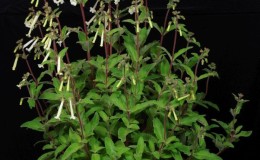 2016 ConventionNew World Gesneriads in Flower – Tuberous – Class 5A Other Sinningia hybrids with upright growth pattern