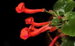 2016 ConventionNew World Gesneriads in Flower – Tuberous – Class 5B Other Sinningia hybrids with upright growth pattern