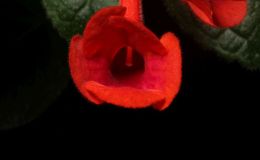 2016 ConventionNew World Gesneriads in Flower – Tuberous – Class 5B Other Sinningia hybrids with upright growth pattern