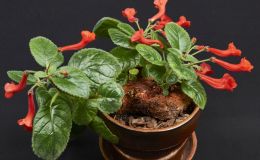 Sinningia 'Orange Raindrops'