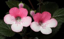 2016 ConventionNew World Gesneriads in Flower – Tuberous – Class 5C Other Sinningia hybrids with upright growth patternBEST TAIWAN HYBRID