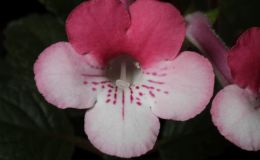 2016 ConventionNew World Gesneriads in Flower – Tuberous – Class 5C Other Sinningia hybrids with upright growth patternBEST TAIWAN HYBRID