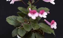 Sinningia 'Stone's Yulia'