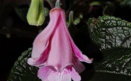 2016 ConventionNew World Gesneriads in Flower – Tuberous – Class  5D Other Sinningia hybrids with upright growth pattern
