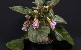 Sinningia 'Kevin Garnet'