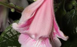 2016 ConventionNew World Gesneriads in Flower – Tuberous – Class  5D Other Sinningia hybrids with upright growth pattern