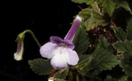 2016 ConventionNew World Gesneriads in Flower – Tuberous – Class 6 Other Sinningia species or hybrids (largest leaf less than 1" long